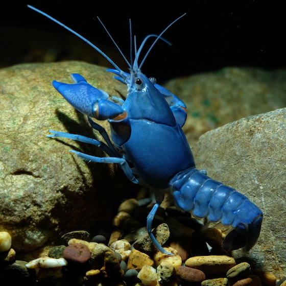 One in every 4 million lobsters is born blue instead of brown.