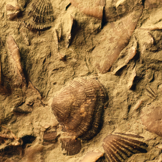 The oldest fossils ever found are of lifeforms from 2 billion years ago.