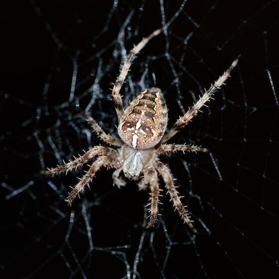 The chelicerae are the last set of a spider’s legs used to spin their webs. 