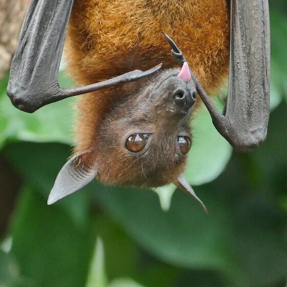  Comme le chien, les chauves-souris qui ont la rage sont plus agressives.