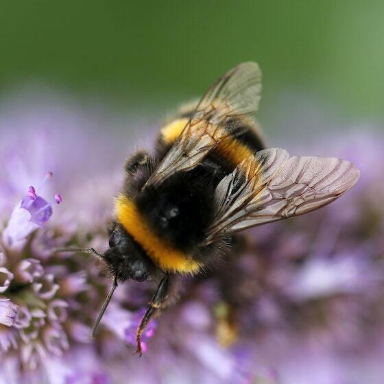 La majorité des organes vitaux de l’abeille sont situés dans son thorax.