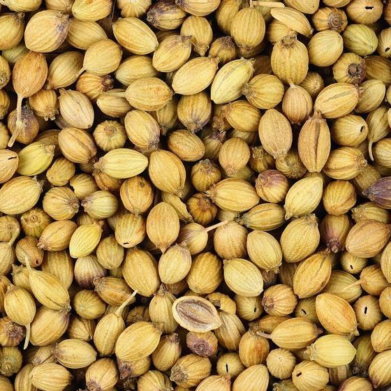 The coriander plant is native to South America.