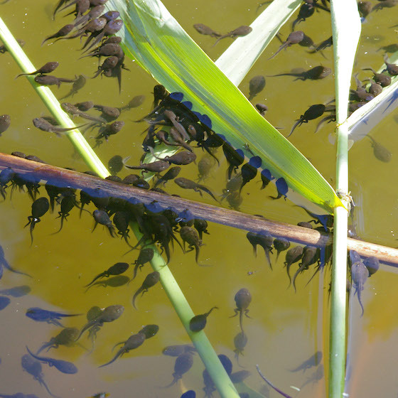 During their first days of life, tadpoles have external gills.