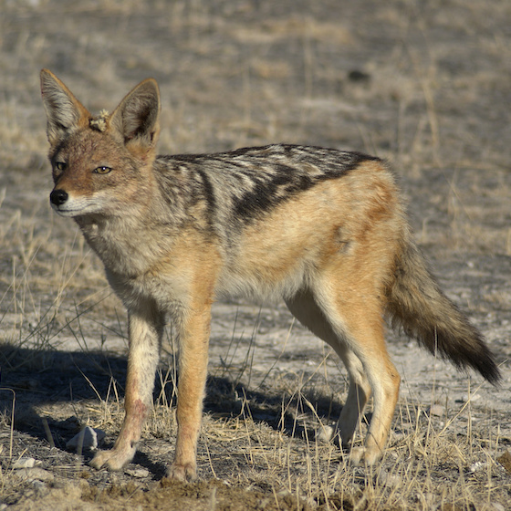 Black-backed jackal pups are paler than the adults.
