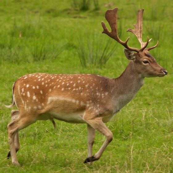 The gestation period for fallow deer is about 230 days.