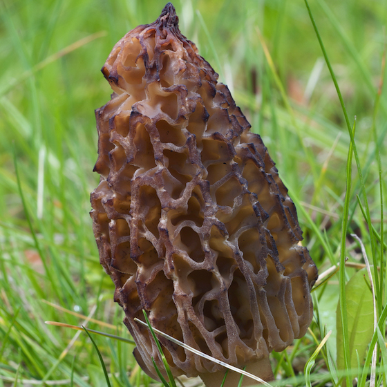 The yellow morel only grows after a forest fire has occurred.