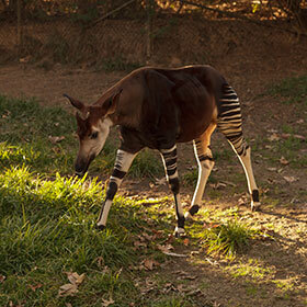 The okapi lives in the grass-covered savannas.