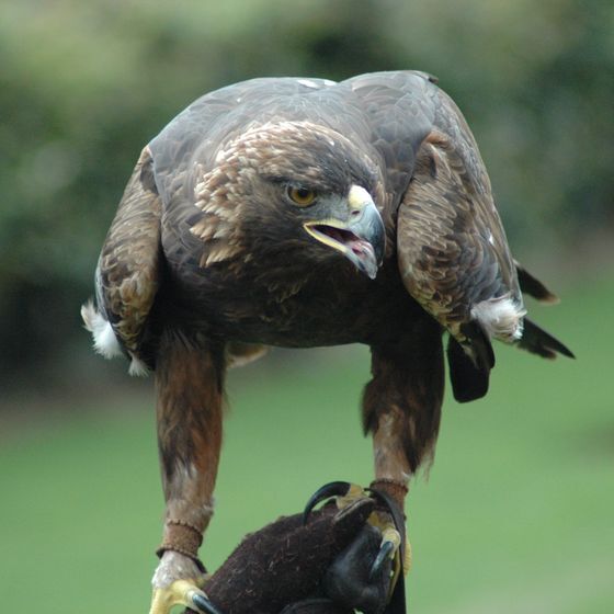 L’aiglonne est la femelle de l’aigle.