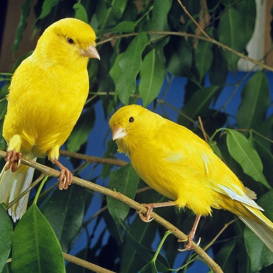 Le mot « seriner » a un certain lien avec l’oiseau connu sous le nom de serin.