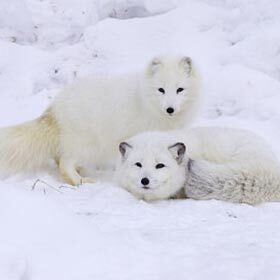 Une famille de renards polaire mange environ 750 lemmings par année.