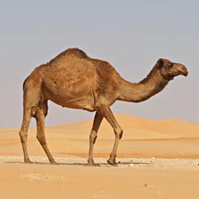 Dromedaries can drink up to 26 gallons (100 litres) of water at a time.