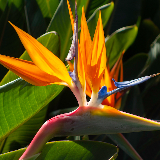La fleur appelée Strelitzia est aussi appelée dragon de l’enfer.