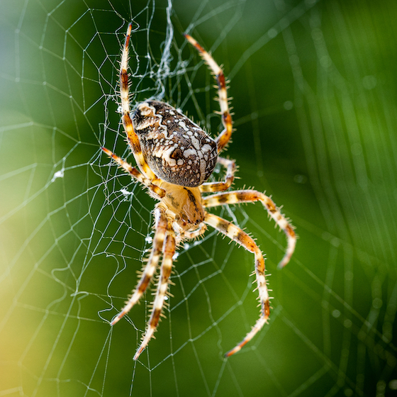 L’araignée peut entendre à une distance allant jusqu’à cinq mètres, même si elle n’a pas d’oreilles.