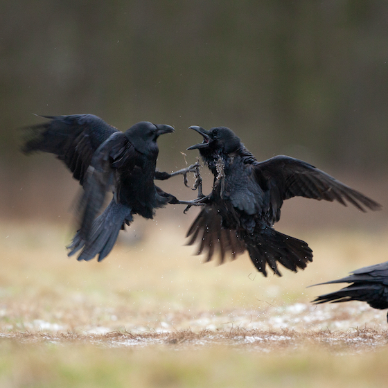 Crows don’t have predators. 