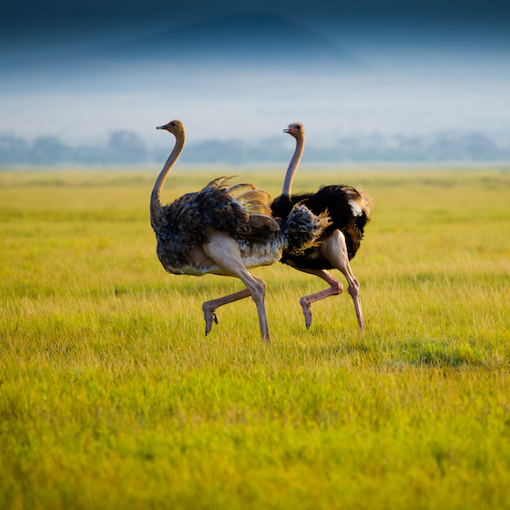 Ostriches have nictitating eyelids that close horizontally.