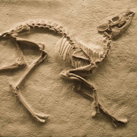 The oldest known dinosaur fossil puts dinosaurs on Earth some 250 million years ago.