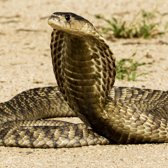 Cobras aren’t all that venomous, but kill more humans each year than any other snake.