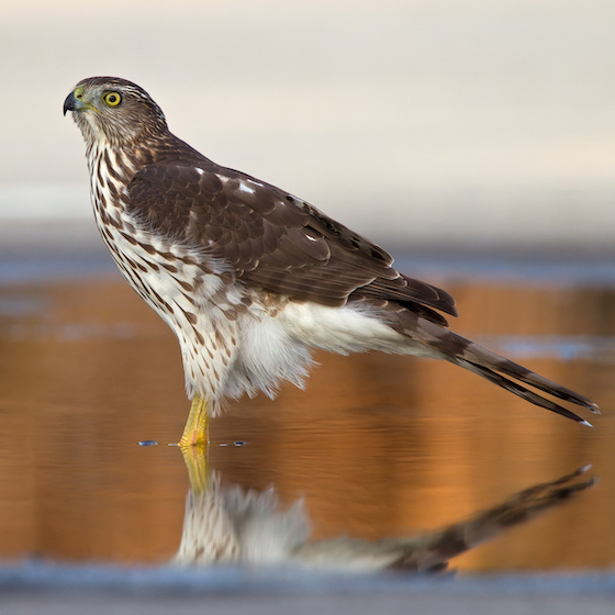 The sharp-shinned hawk preys mainly upon fish and frogs.