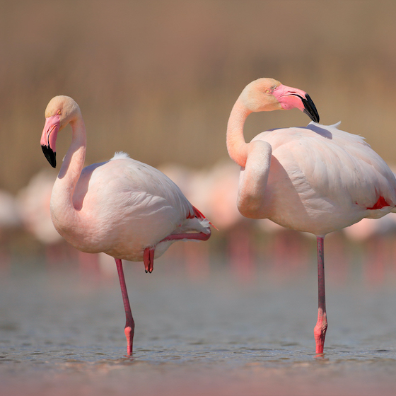 L’écosystème abondant et la végétation naturelle d’Haïti abritent des animaux comme des sangliers sauvages, des pintades et des canards sauvages.