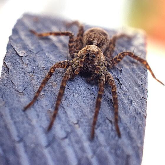 When a spider moves around, 6 of its 8 legs touch the ground at the same time. 