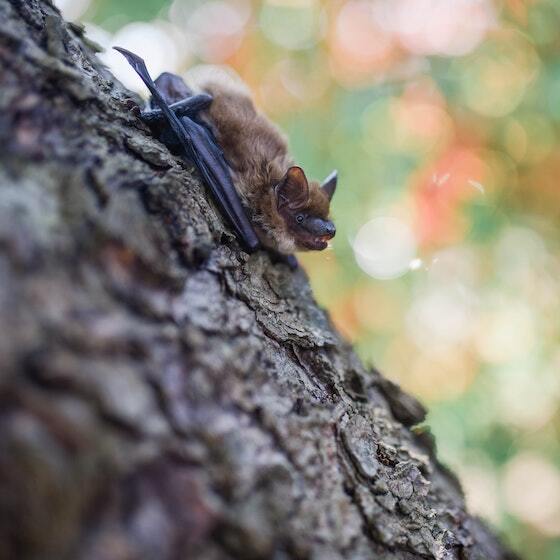 Les rapaces comptent parmi les prédateurs de la chauve-souris.