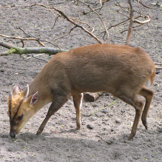 Originally from Asia, Reeves’s muntjac was introduced to Europe in the 1800s.