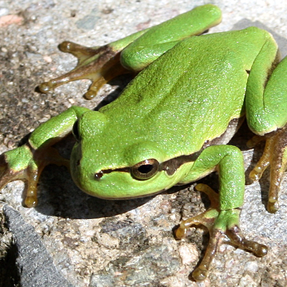 Only male tree frogs have vocal sacs.