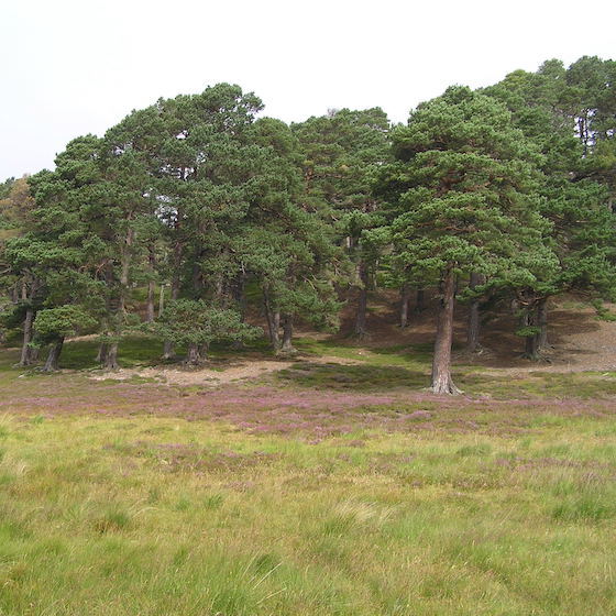 Scotland has the smallest percentage of forests and woodlands in the United Kingdom.