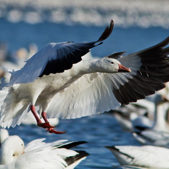 L’île Coats, au Nunavut, accueille la plus importante colonie reproductrice de grandes oies des neiges au monde.