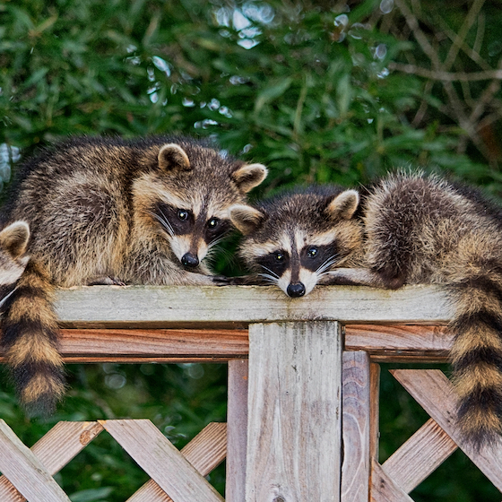 A group of raccoons is called a gaze.