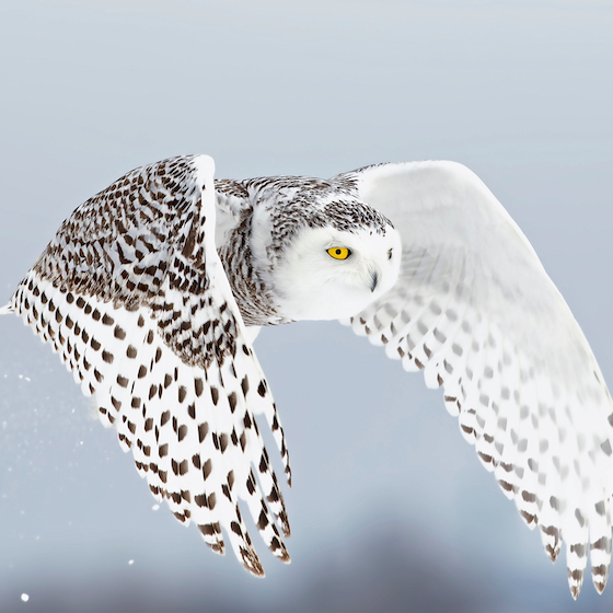 The snowy owl can survive at temperatures as low as −50°C (−58°F).