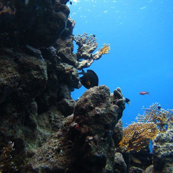 The deepest point in the ocean has a depth of 11,000 m (36,089 ft.).