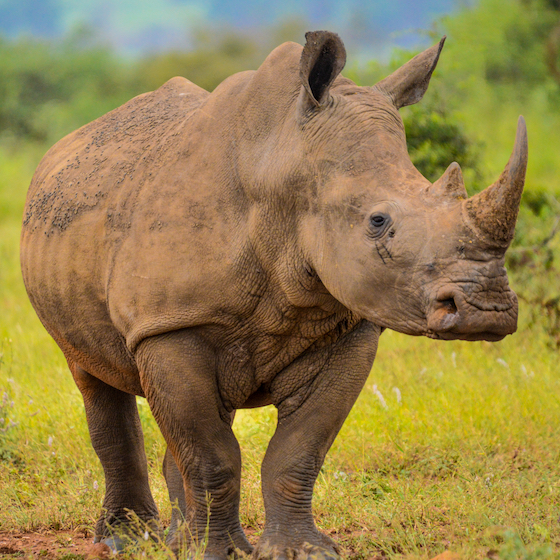 Rhinoceros horns are made of keratin.