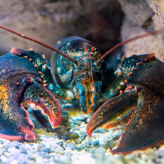 The average crustacean has a life expectancy of 2 to 5 years, but one lobster found off the coast of New Brunswick in Canada lived to be 100. 