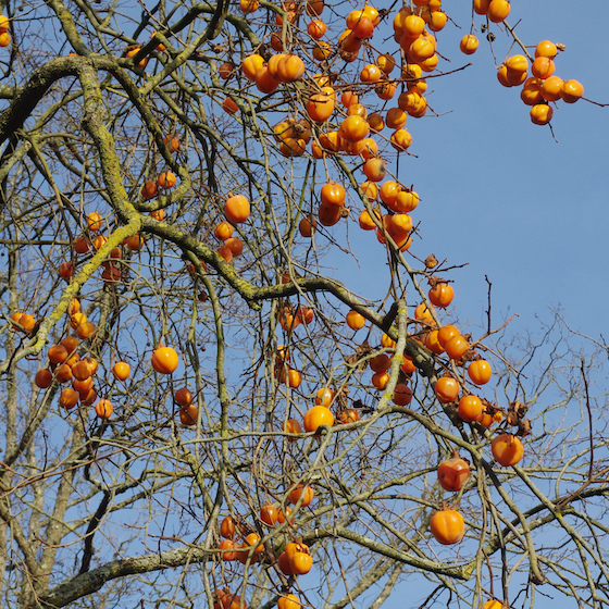 L’arbre sur lequel pousse le kaki est appelé plaqueminier.
