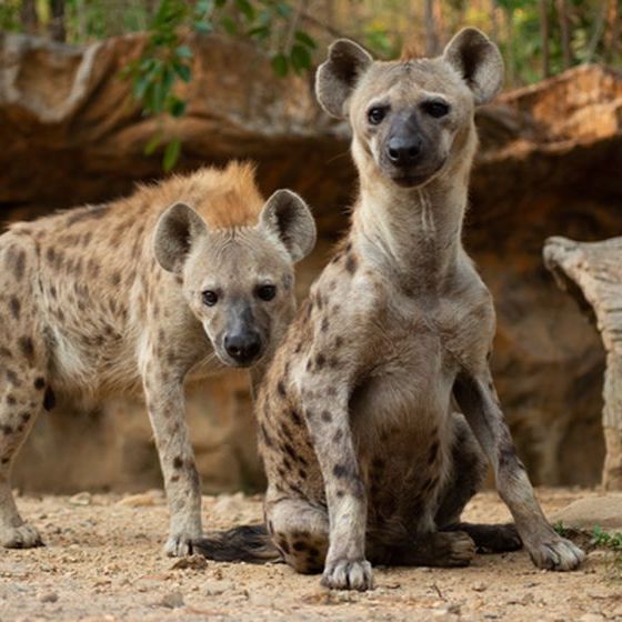 hyenas-don-t-actually-hunt-they-re-scavengers-that-feast-off-the-leftovers-of-other-predators