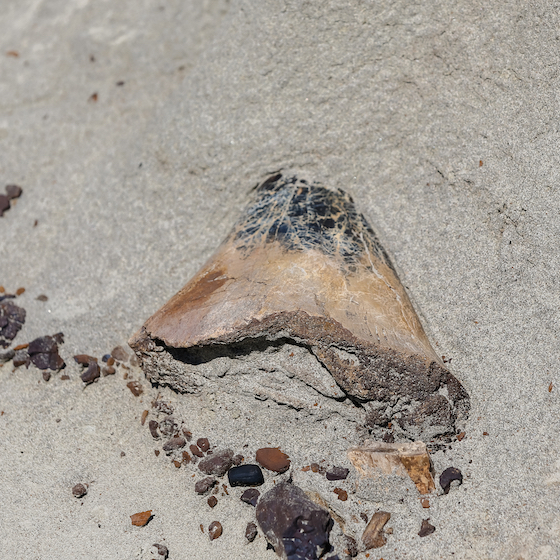 The best-preserved dinosaur fossil was found by a miner in Alberta, Canada.