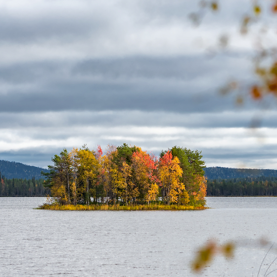 Lapland is famous for its ruska, the Finnish word for fall. 