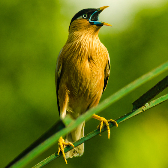 Le piaillement des oiseaux est leur meilleur moyen de communication.