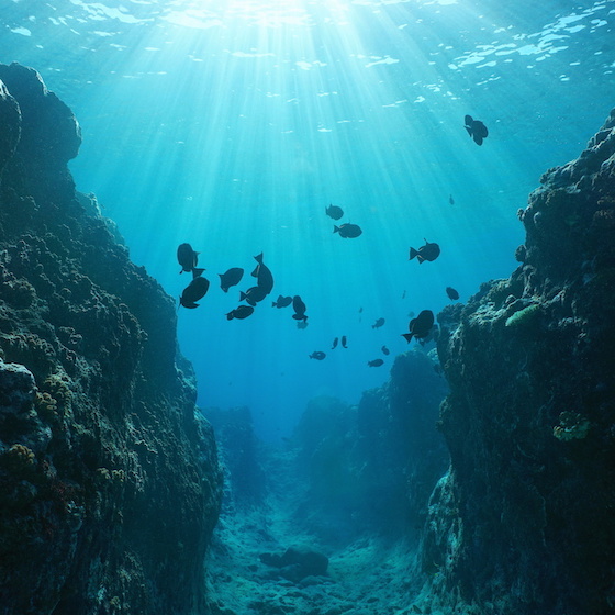 Le plancher océanique a une topographie aussi diversifiée que la surface du continent.