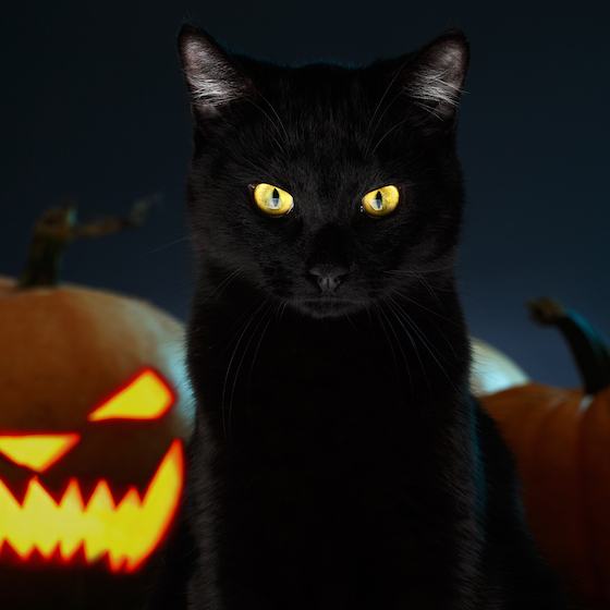 Black cats have suffered a bad reputation since the Middle Ages.