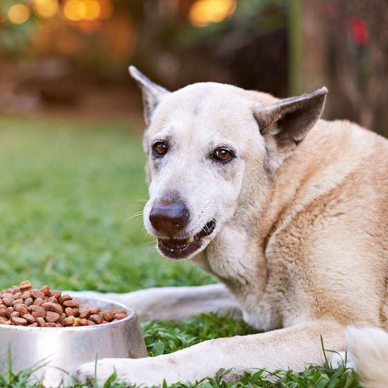 Garder des objets appartenant à des humains est un comportement normal pour un chien.