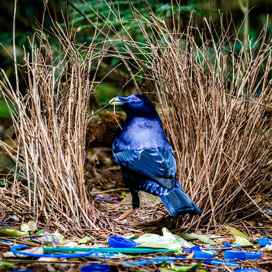 Certains oiseaux femelles décorent leur nid pour attirer des partenaires potentiels.