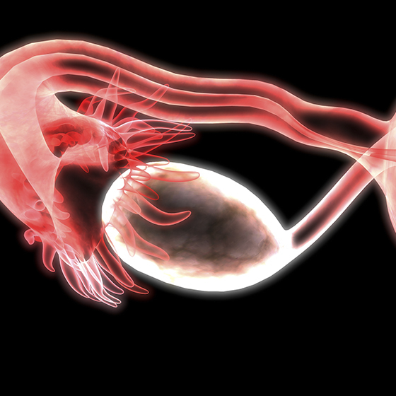 En plus des œstrogènes et de la progestérone, l’hormone lutéinisante et l’hormone folliculostimulante sont impliquées dans l’ovogenèse.