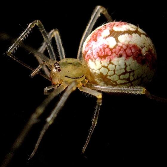 The first spiders appeared on Earth during the dinosaur age.