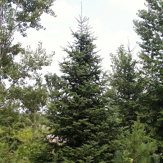 The balsam fir is the most northerly pine tree in existence.