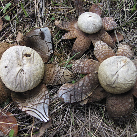 The rays of the hygroscopic earthstar close when a mosquito lands on its centre.