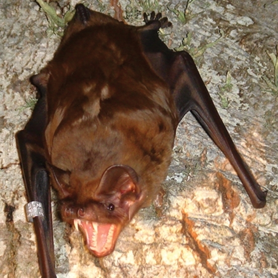 the-greater-noctule-can-weigh-up-to-60-g-2-oz