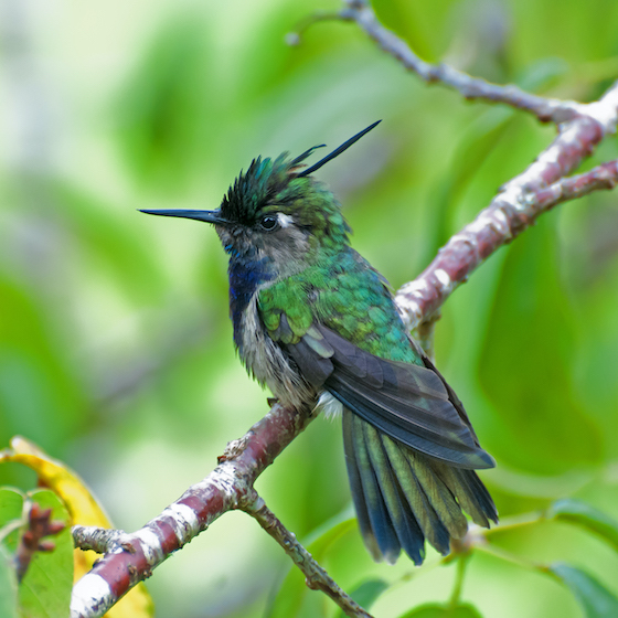 Hummingbirds are the primary pollinators of cacao trees.