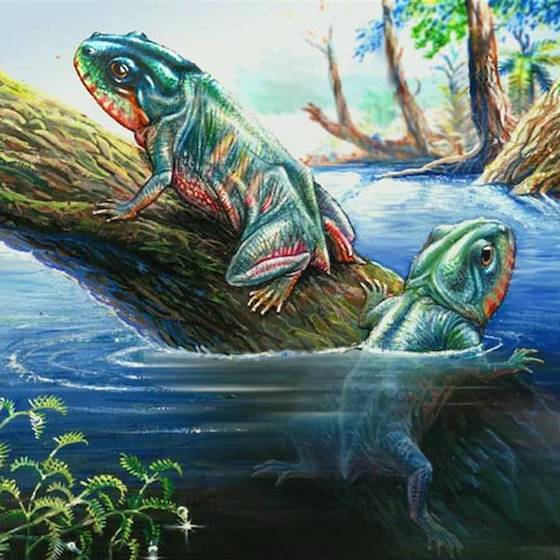 Amphibians appeared on Earth before reptiles.